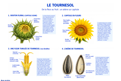 Tournesol - De la fleur au fruit